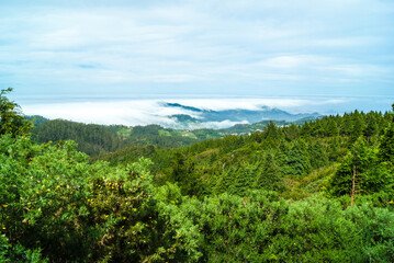 Fototapeta na wymiar pine tree forest woodland, clouds covering the land, Madeira Island - Portugal