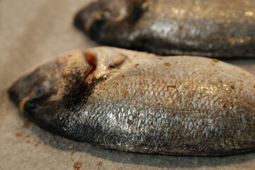 Fresh fish with rosemary.Raw dorado fish on parchment.Parchment With Fresh Dorado Fish.