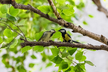 Great tit, baby titmouse who is fed by her mother
