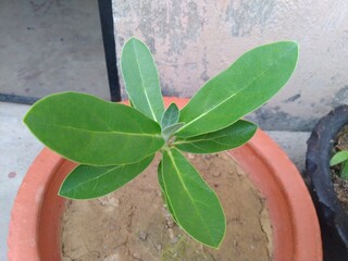 Giant Calotrope Plant