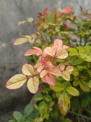 Rose Flower Leaves