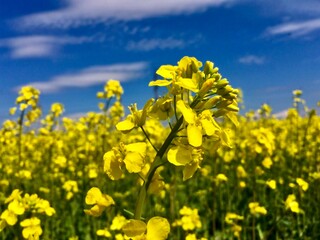 yellow flowers on sky