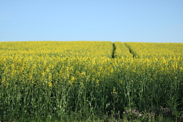 Obraz premium Rapeseed field, sunny day, cloudy sky.