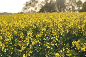 Obraz premium Rapeseed field, sunny day, cloudy sky.