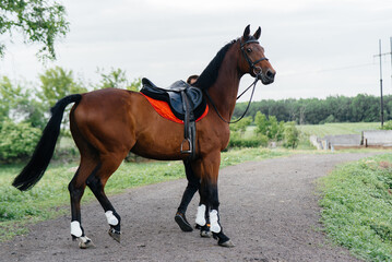 A young man stands and looks at a thoroughbred stallion on the ranch. Animal husbandry and breeding of thoroughbred horses