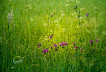 Beautiful purple wildflower blooming in the tall grass in meadow. Summer morning scenery of Northern Europe.