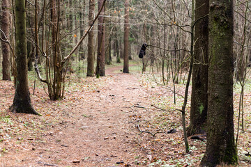 Lost mitten weighs on a branch in the spring forest