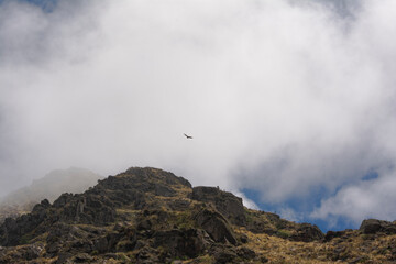 Águila en las sierras cordobesas