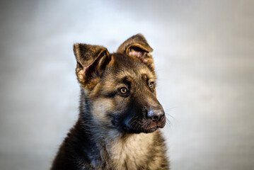 german shepherd dog puppy on gray concrete floor