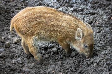 wild boar pig