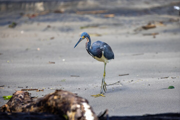 Heron at walk