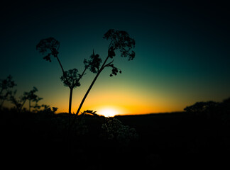 Beautiful Queen Anne's Lace flowers blossoming on the side of rural road. Summer scenery with wildflowers during sunrise in Northern Europe.