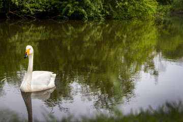 swan on the lake