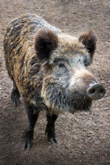 wild boar in the woods