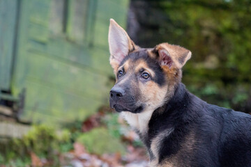 Naklejka na ściany i meble german shepherd puppy