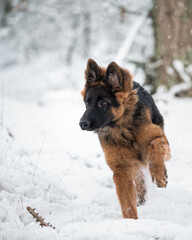 Deutscher Schäferhund im Schnee