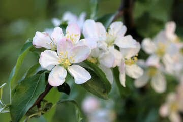 Apple blossom on a branch in spring garden. White flowers with leaves