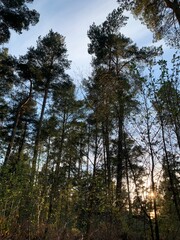 Obraz premium Forest of trees