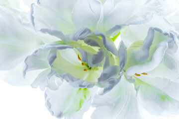 White parrot tulips close up on white background