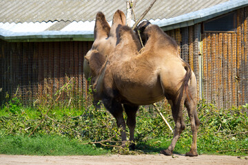 Wild camel in the summertime.
