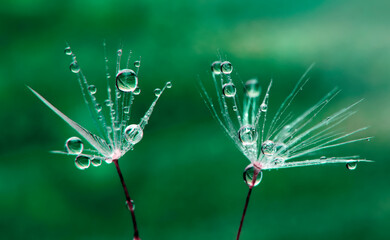 Panele Szklane  Beautiful shiny dew water drop on dandelion seed in nature macro. Soft selective focus, sparkling bokeh.