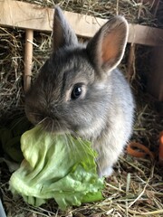 Netherland dwarf baby rabbit eating lettuce