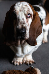 portrait, headshot of a blue eyed basset hound