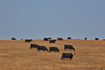 Black White Faced cattle grazing in western Nebraska