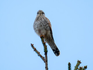 Turmfalke auf Ansitz