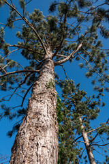 tall and straight tree trunks with green foliage on the top under the clear blue sky in the park