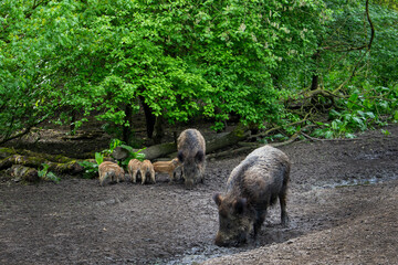wild boar in the woods