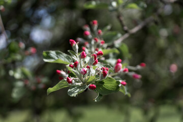 Obraz premium Pink white apple tree blossoms and leaves. Blurred background on a sunny spring day.