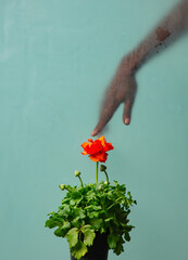 black female hand behind glass and buttercup flower