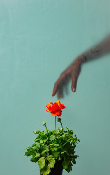black female hand behind glass and buttercup flower