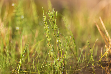 Green horsetail on a green field with drops of morning dew on the leaves.