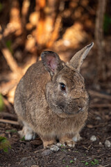 close up of a brown rabbit resting under the shade near the bushes