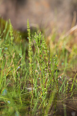 Green horsetail on a green field with drops of morning dew on the leaves.