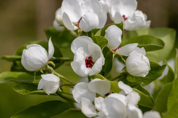 Obraz premium White apple blossoms, fully opened bloomed with green leaves and red centers. Blurred background