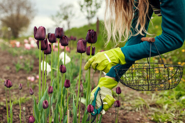 Gardener picking black purple tulips in spring garden. Woman cuts flowers off with secateurs...