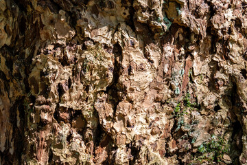 Tree bark texture. Coniferous tree in the national park