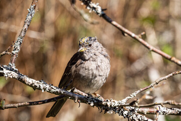 close up of one golden-crowned sparrow resting on the thin branch under the sun in the park