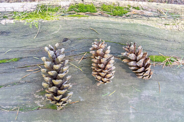 pine cones on the ground