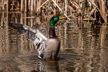 close up of a beautiful green-headed male mallard duck flipping its wings in the pond on a sunny day