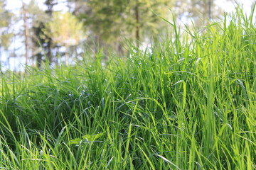 green grass background