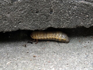 caterpillar on its way to becoming a butterfly