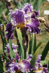 iris a firenze
