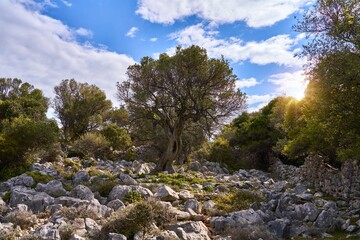 Unique landscape of olive Gardens groves in Lun, Croatia.