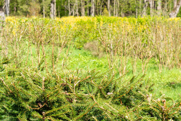 Spring trees in the national nature park