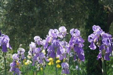 iris a firenze