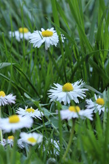 Daisy flowers on green meadow